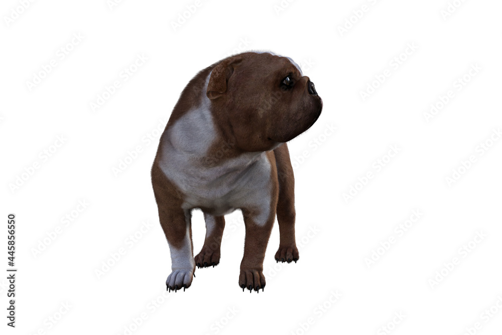 Baxter the English Bulldog Poses for Your Scenes. Image specially designed for collage, isolated on white background. 3d illustration. 3d rendering. Baxter the English Bulldog Poses for Your Scenes. Image specially designed for collage, isolated on white background. 3d illustration. 3d rendering.