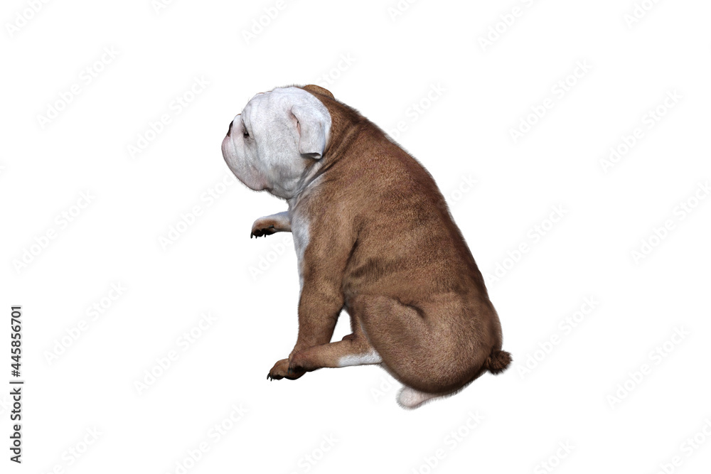 Baxter the English Bulldog Poses for Your Scenes. Image specially designed for collage, isolated on white background. 3d illustration. 3d rendering. Baxter the English Bulldog Poses for Your Scenes. Image specially designed for collage, isolated on white background. 3d illustration. 3d rendering.