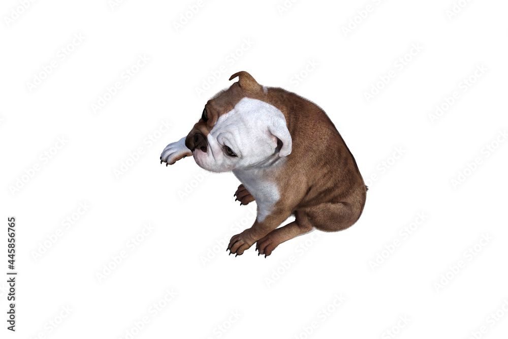 Baxter the English Bulldog Poses for Your Scenes. Image specially designed for collage, isolated on white background. 3d illustration. 3d rendering. Baxter the English Bulldog Poses for Your Scenes. Image specially designed for collage, isolated on white background. 3d illustration. 3d rendering.