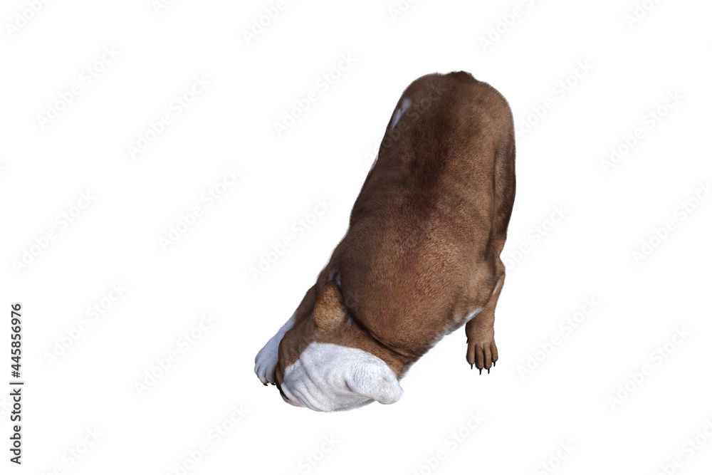 Obraz premium Baxter the English Bulldog Poses for Your Scenes. Image specially designed for collage, isolated on white background. 3d illustration. 3d rendering.