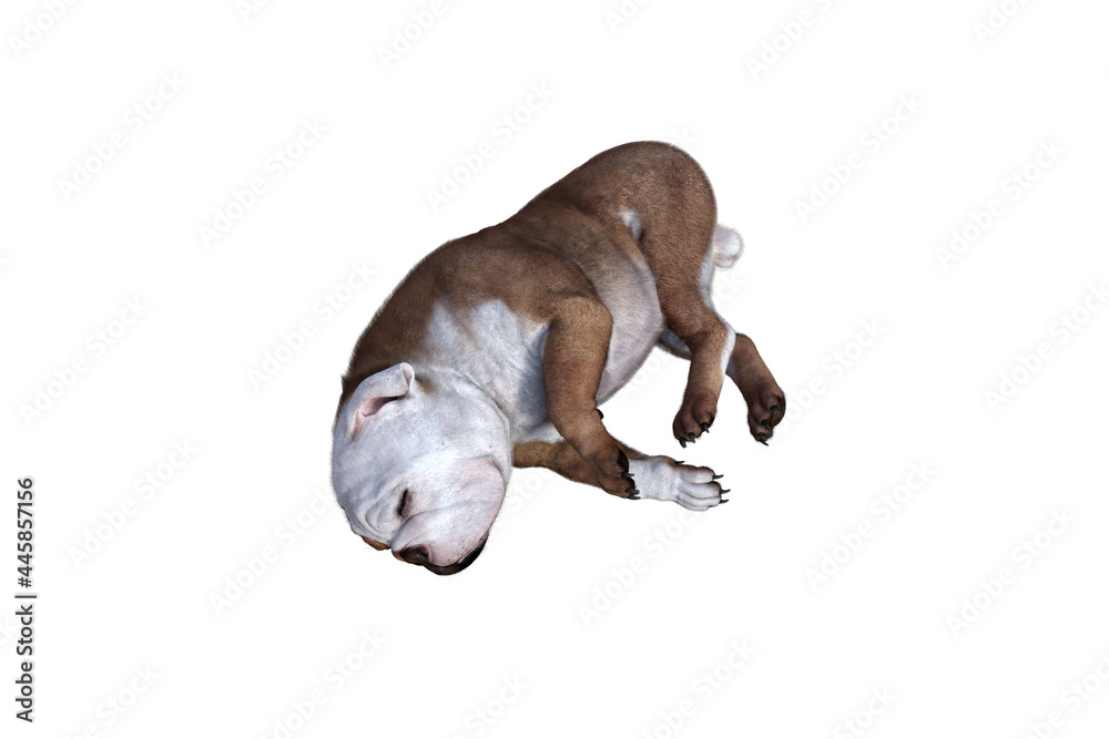 Baxter the English Bulldog Poses for Your Scenes. Image specially designed for collage, isolated on white background. 3d illustration. 3d rendering. Baxter the English Bulldog Poses for Your Scenes. Image specially designed for collage, isolated on white background. 3d illustration. 3d rendering.