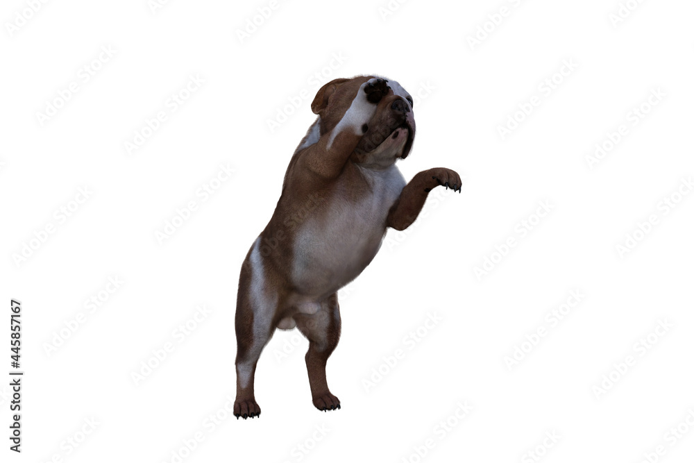 Obraz premium Baxter the English Bulldog Poses for Your Scenes. Image specially designed for collage, isolated on white background. 3d illustration. 3d rendering.