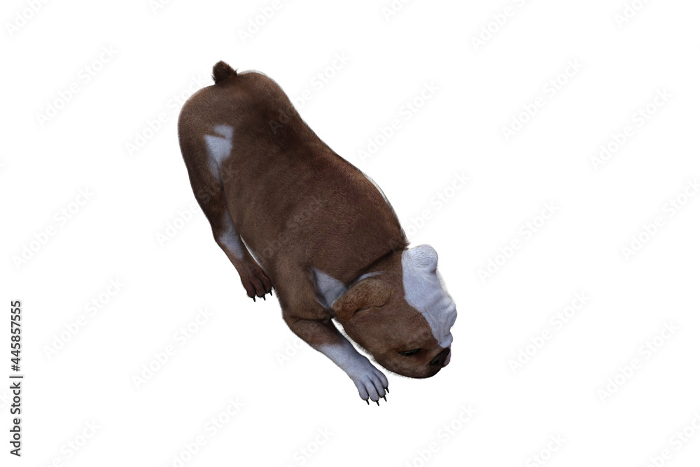 Baxter the English Bulldog Poses for Your Scenes. Image specially designed for collage, isolated on white background. 3d illustration. 3d rendering. Baxter the English Bulldog Poses for Your Scenes. Image specially designed for collage, isolated on white background. 3d illustration. 3d rendering.