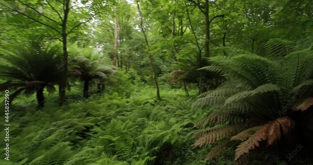 Aerial: tranquil sub tropical forest. Baltimore, Ireland Aerial: tranquil sub tropical forest. Baltimore, Ireland