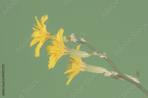 Chondrilla juncea gum succory plant with small intense yellow flowers with open star-shaped petals, long calyx and yellow stamens on a homogeneous deep green brown background photo