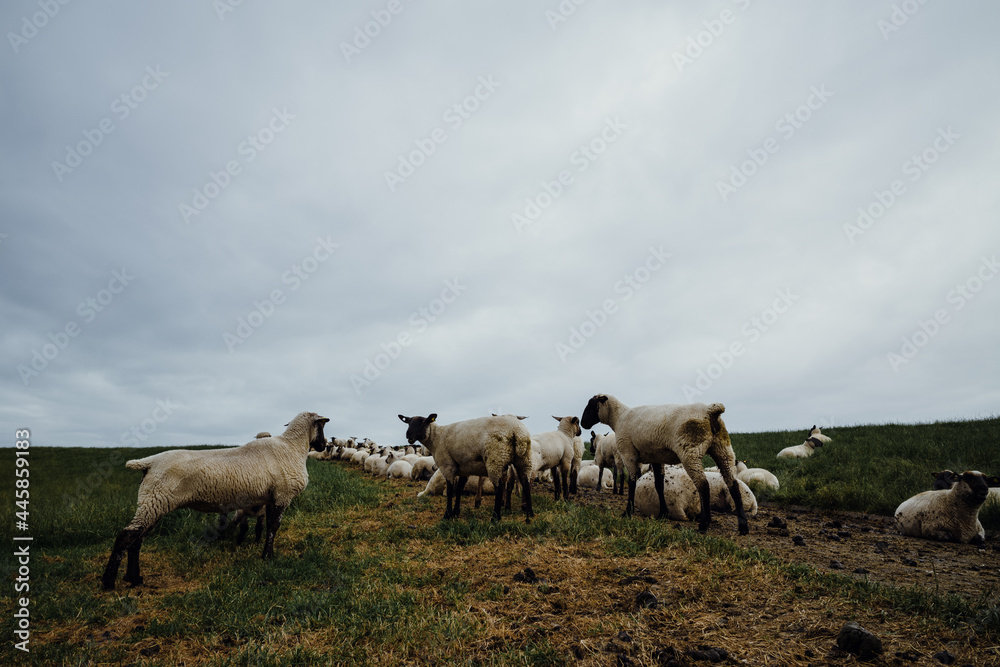 Schafe am Deich in Emdem