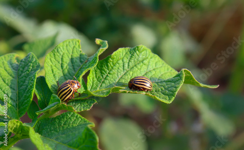 Colorado beetles, potato beetle, Colorado potato beetle, Leptinotarsa decemlineata sit on the leaves of young potatoes. pests of the Selt economy, crop destruction, insect pest control pesticides.