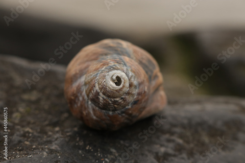 snail shell on a rock