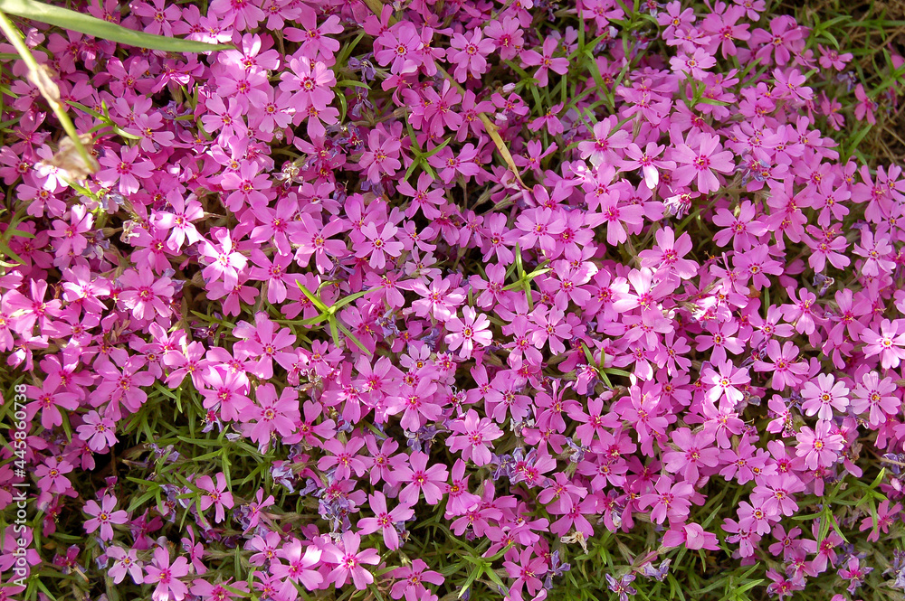 Phlox subulata flowers on a flower bed