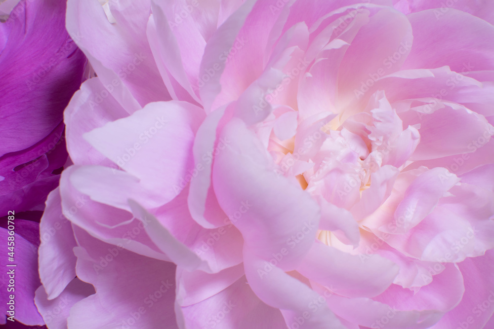 美しく咲いた大きな芍薬 美しく咲いた大きな芍薬