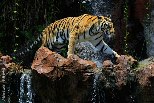 A bengal tiger is detecting traces of prey.