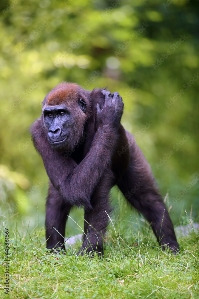 The western lowland gorilla (Gorilla gorilla) standing on a grassy hill. Young ape in captivity. Lowland gorilla in natural habitat.