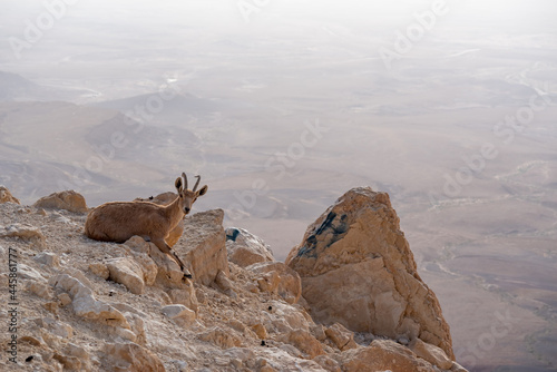 Ibex on the cliff at Ramon Crater in Negev Desert in Mitzpe Ramon, Israel photo