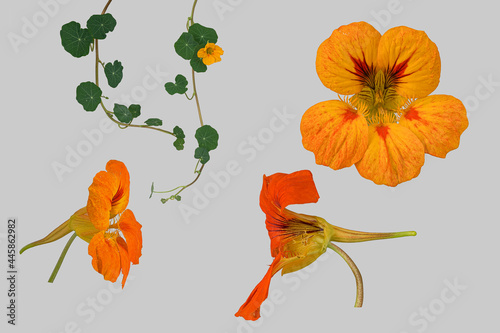 Große Kapuzinerkresse (Tropaeolum majus), Blüte, Ranke, Blatt, Bildtafel, freigestellt, Deutschland