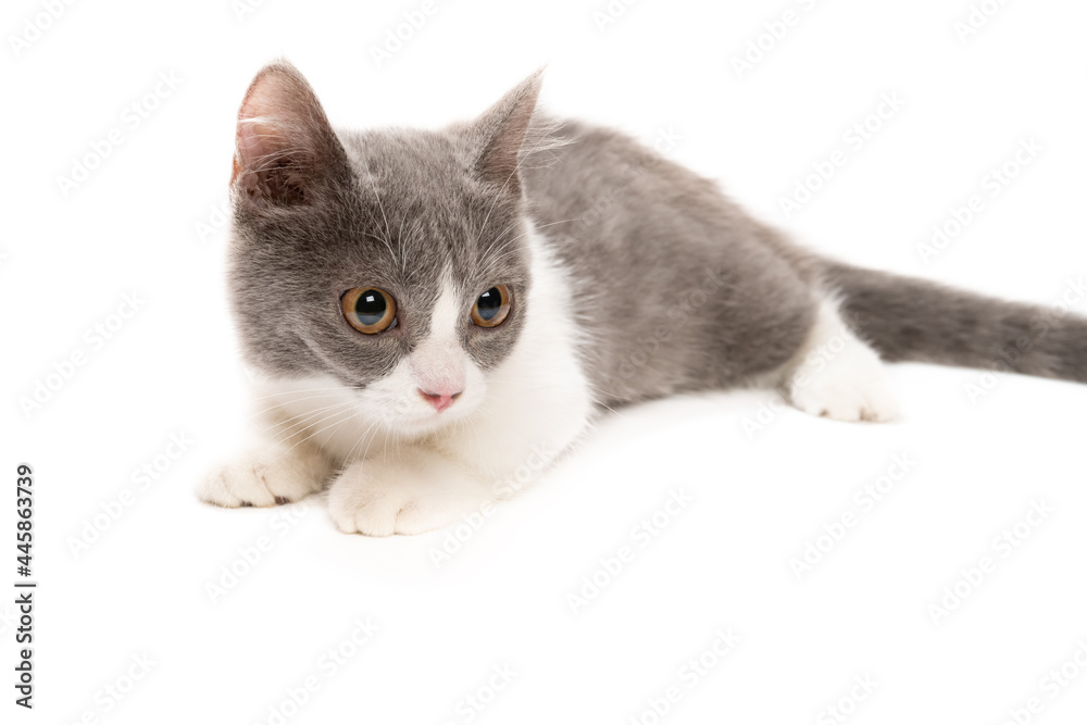 a young British shorthair cat on white background
