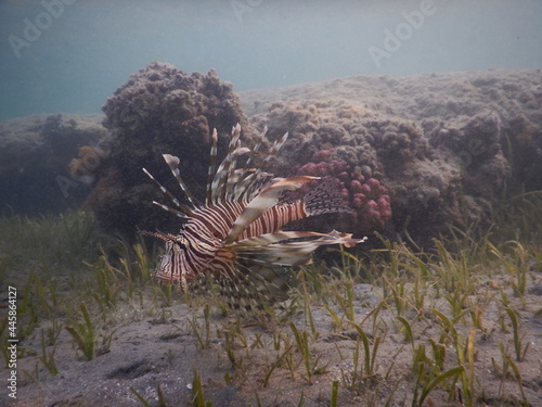 coral reef and fish zebra fish lion fish pterois predatory species poisonous lurking in the water photo