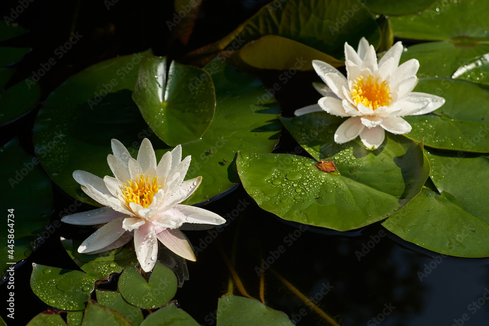 Water lily highlight close-up
Water lily highlight close-up