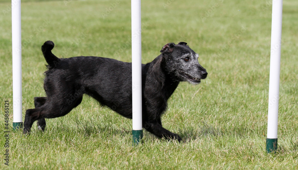 Patterdale Terrier competing in agility Patterdale Terrier competing in agility