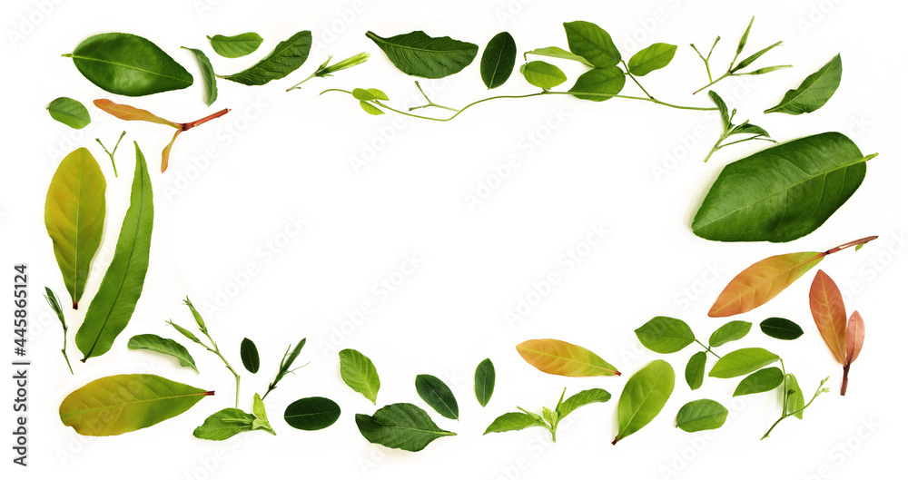Obraz premium Various Isolated Leaf Lay on White background as Rectangle Frame Shape. Design for Decoration. Top View. Clean and Minimalist