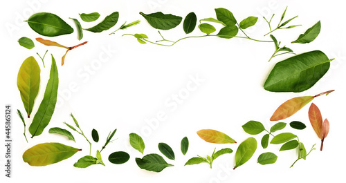 Various Isolated Leaf Lay on White background as Rectangle Frame Shape. Design for Decoration. Top View. Clean and Minimalist