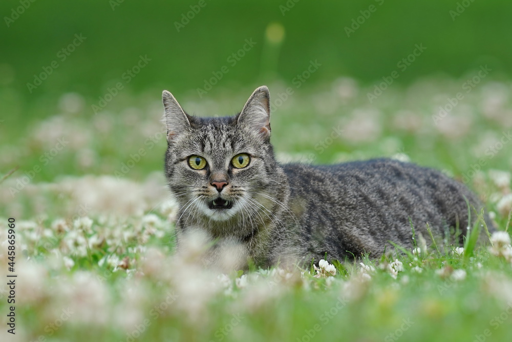 Portrait of a beautiful tabby can in a flowering meadow. Felis silvestris catus. Spring in the nature