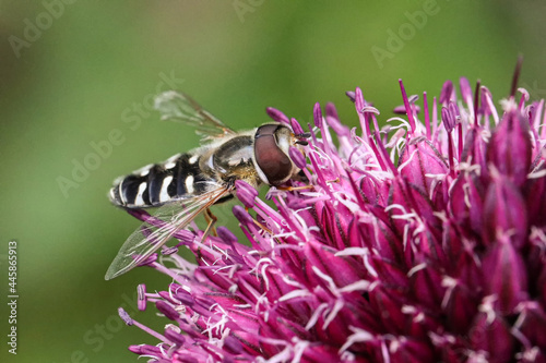 Späte Großstirnschwebfliege