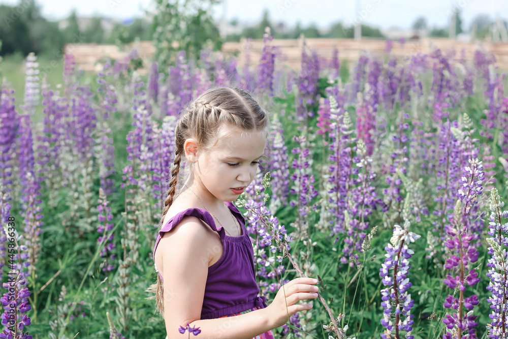 Beautiful little cute girl walking in the field among blooming purple, pink and blue lupin, lupine, lupinus flowers in sunlight. Floral, spring, summer, vacation concept.