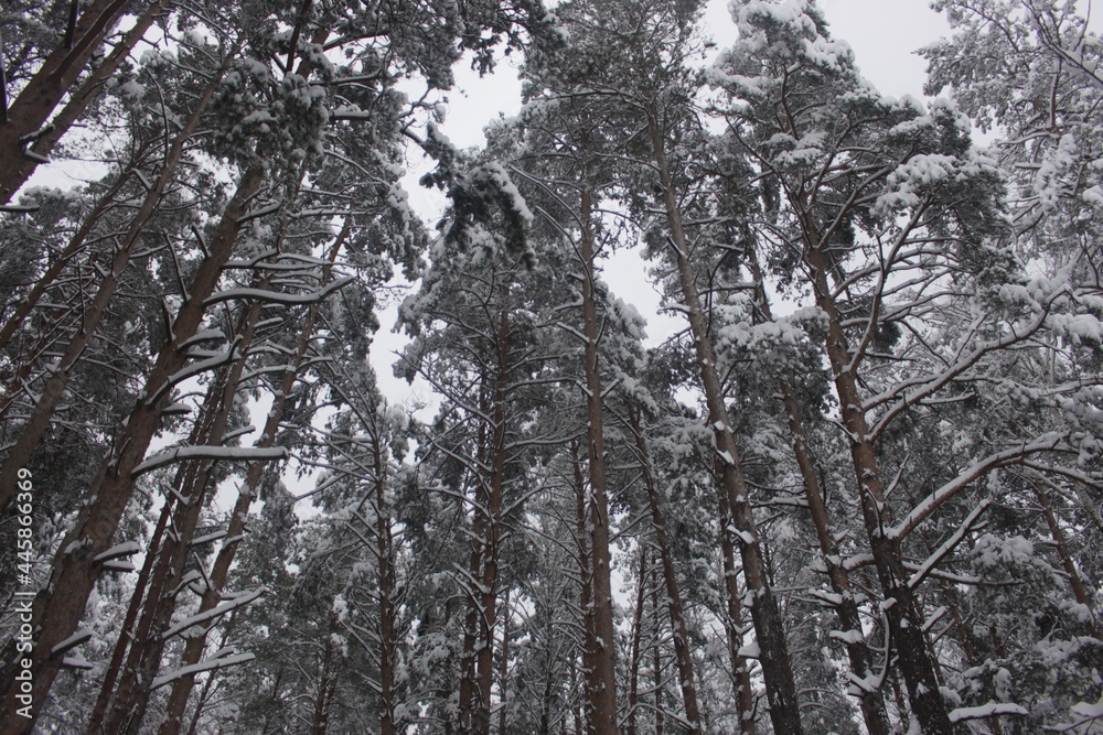 snow covered trees snow covered trees