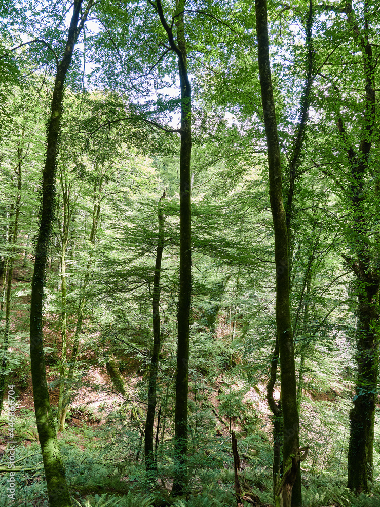 Fototapeta premium Parque natural de Vértiz-Bertiz en el corazón de Navarra