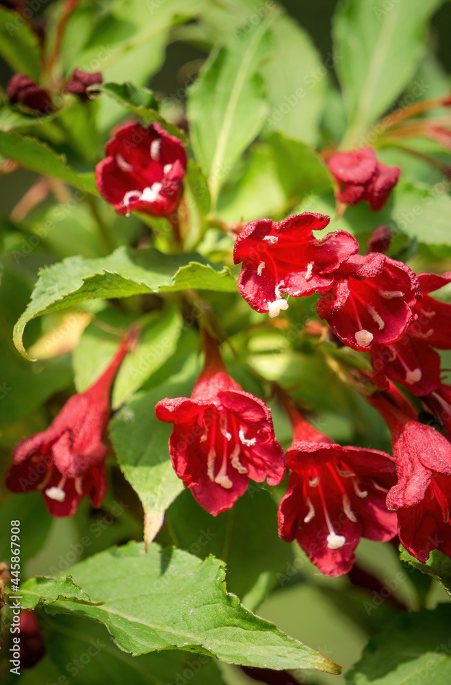 Pink delicate weigela flowers in the spring garden