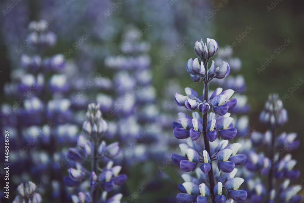 Lupine flowers in Iceland Lupine flowers in Iceland
