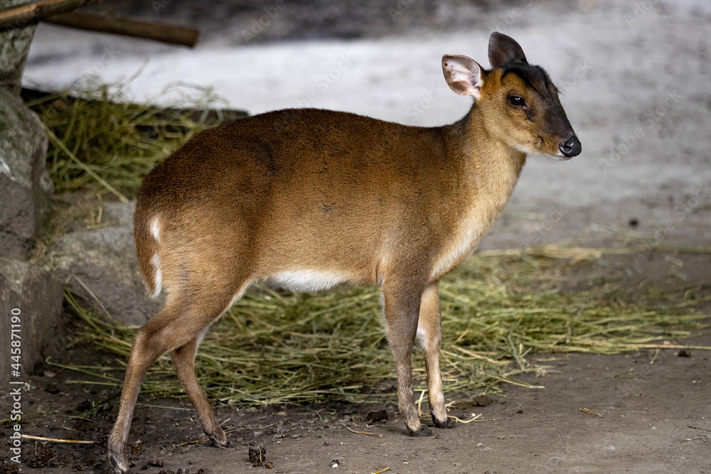 Reeves's muntjac, Muntiacus reevesi, stands and observes the surroundings Reeves's muntjac, Muntiacus reevesi, stands and observes the surroundings
