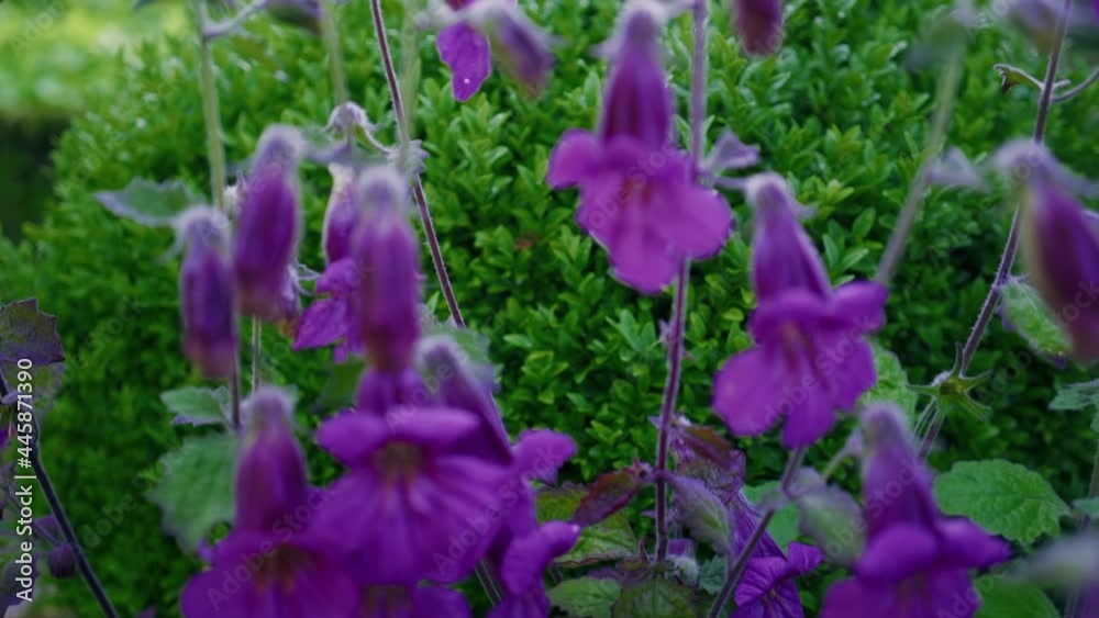 Irish country botanical garden and flowers. Baltimore, Ireland Irish country botanical garden and flowers. Baltimore, Ireland