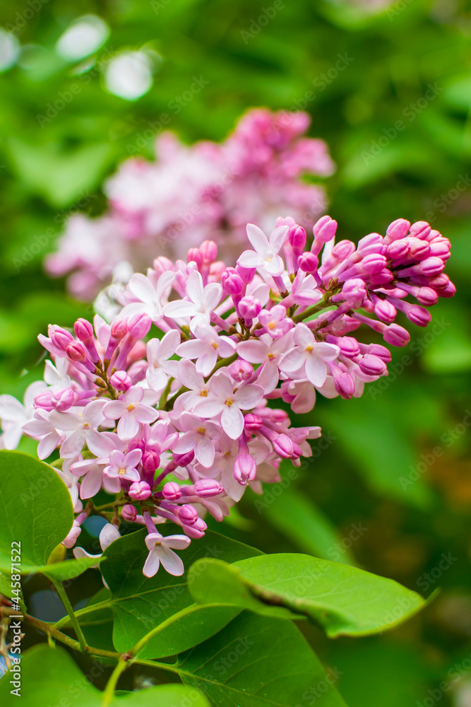 The lilac bush has blossomed in the spring. The lilac bush has blossomed in the spring.
