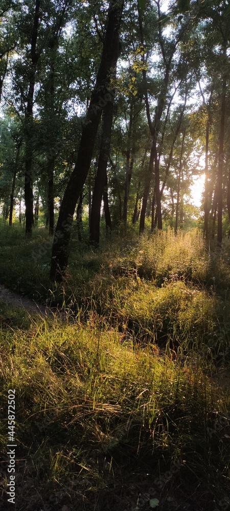 forest in summer