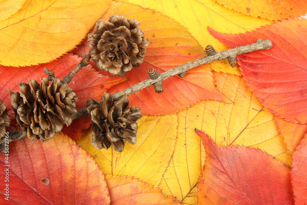 バラのようなカラマツの実と美しく紅葉した桜の葉の背景 Stock Photo Adobe Stock