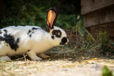 Small white and black rabbit eating green grass on the ground, domestic rabbit with big ears