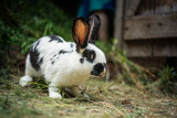 Small white and black rabbit eating green grass on the ground, domestic rabbit with big ears