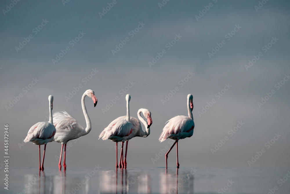 Wild african birds.  Flock of pink african flamingos  walking around the blue lagoon on the background of bright sky on a sunny day.