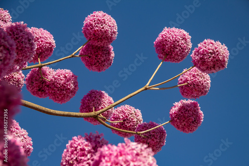 Detalhe de um ipê-bola florido. Ipê Roxo. Handroanthus impetiginosus. photo