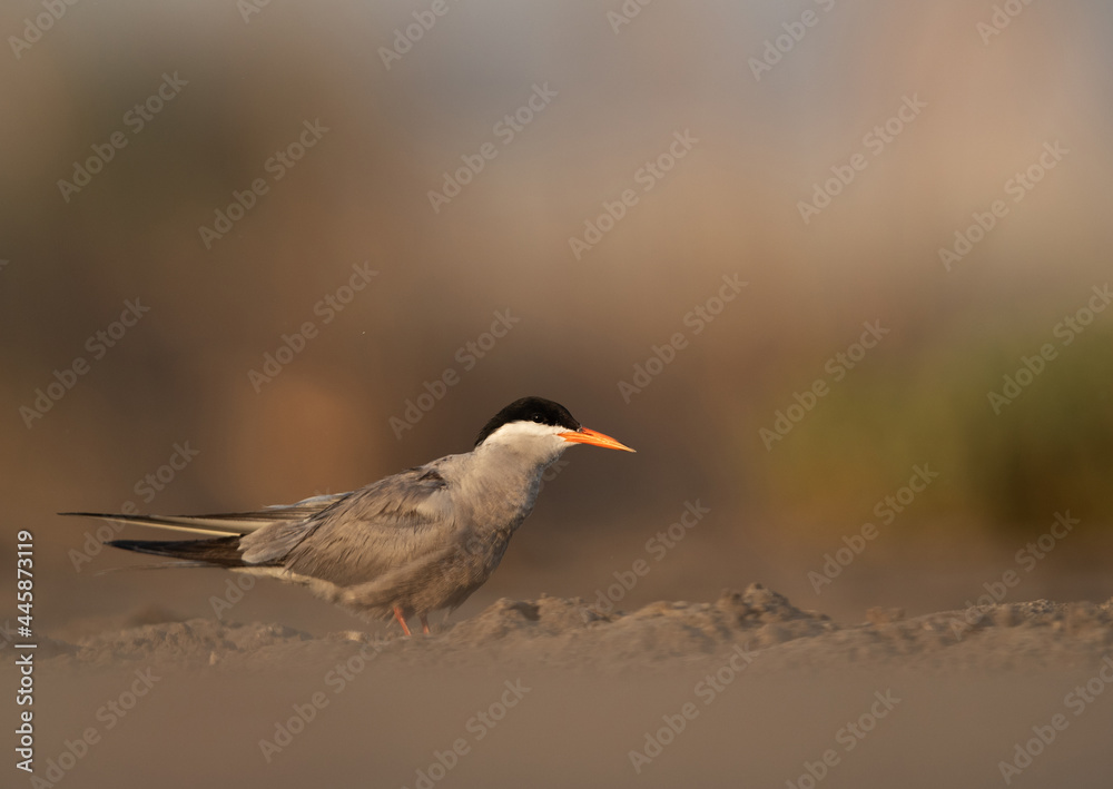 White-cheeked Tern at Asker marsh, Bahrain White-cheeked Tern at Asker marsh, Bahrain