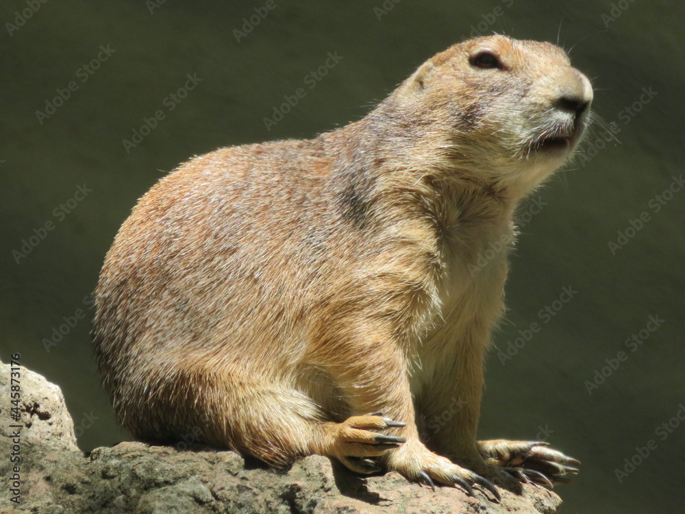 Fototapeta premium オグロプレーリードッグ