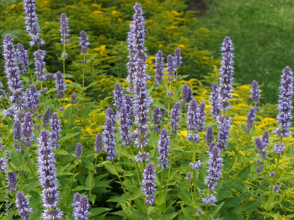 Fototapeta premium Agastache rugosa - Epis floraux d'agastaches ou hysopes anisées 'Blue Fortune' 