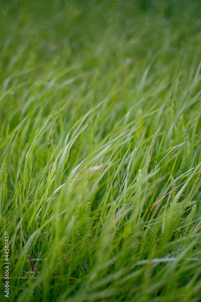 fresh green grass background with dew drops fresh green grass background with dew drops
