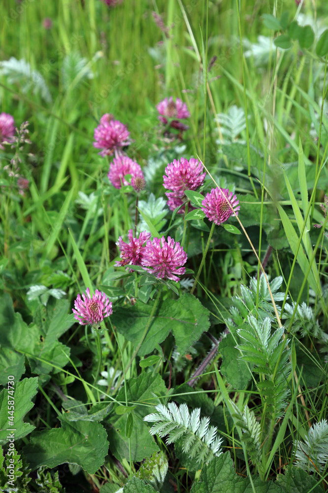 Patch of Red Clover, Fort William Scotland
Patch of Red Clover, Fort William Scotland