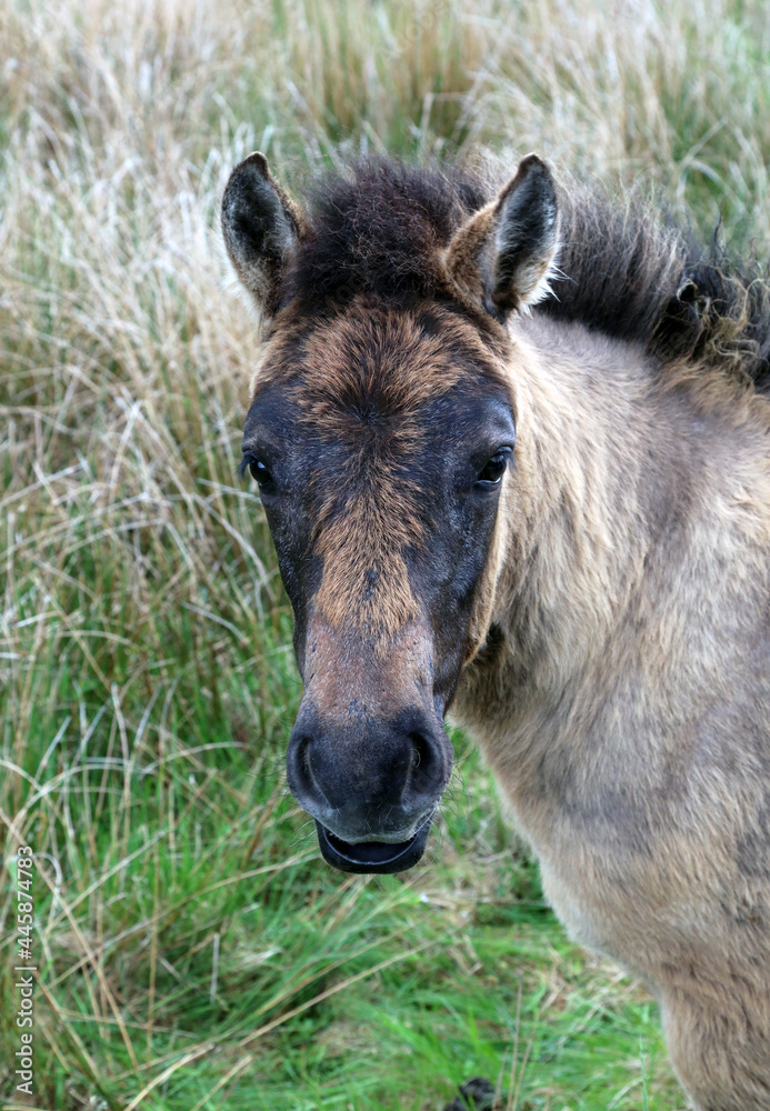 Portrait of pony foal, Ardnamurchan Peninsula Scotland
