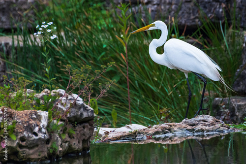 Great Egret 