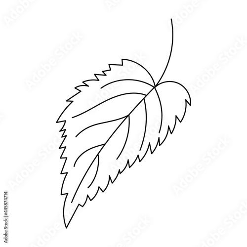 Autumn leaf in a linear style organic natural tree leaf. Isolated outline drawing modern minimalistic outline illustration isolated on white.