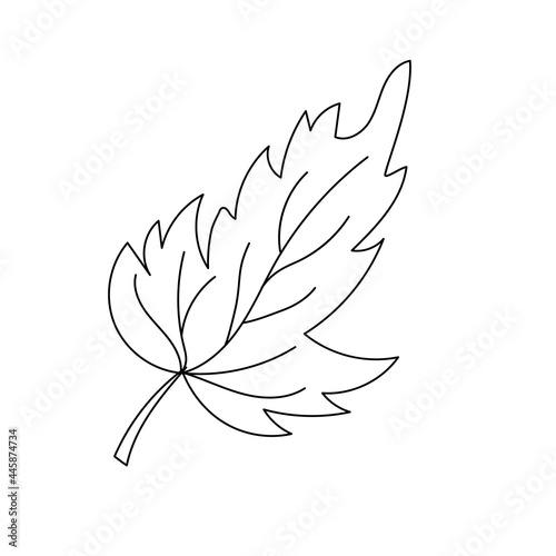 Autumn leaf in a linear style organic natural tree leaf. Isolated outline drawing modern minimalistic outline illustration isolated on white.