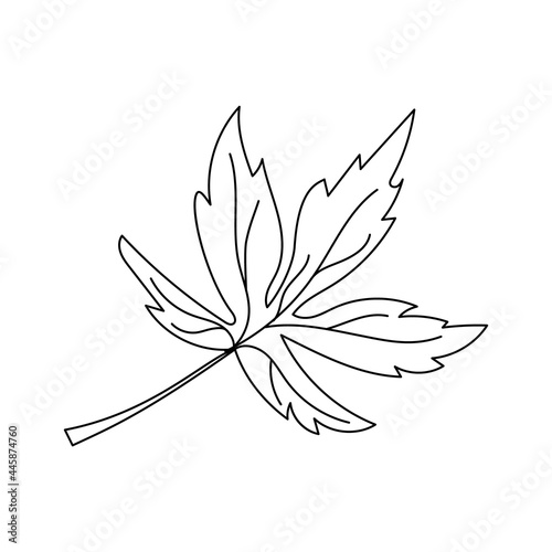 Autumn leaf in a linear style organic natural tree leaf. Isolated outline drawing modern minimalistic outline illustration isolated on white.
